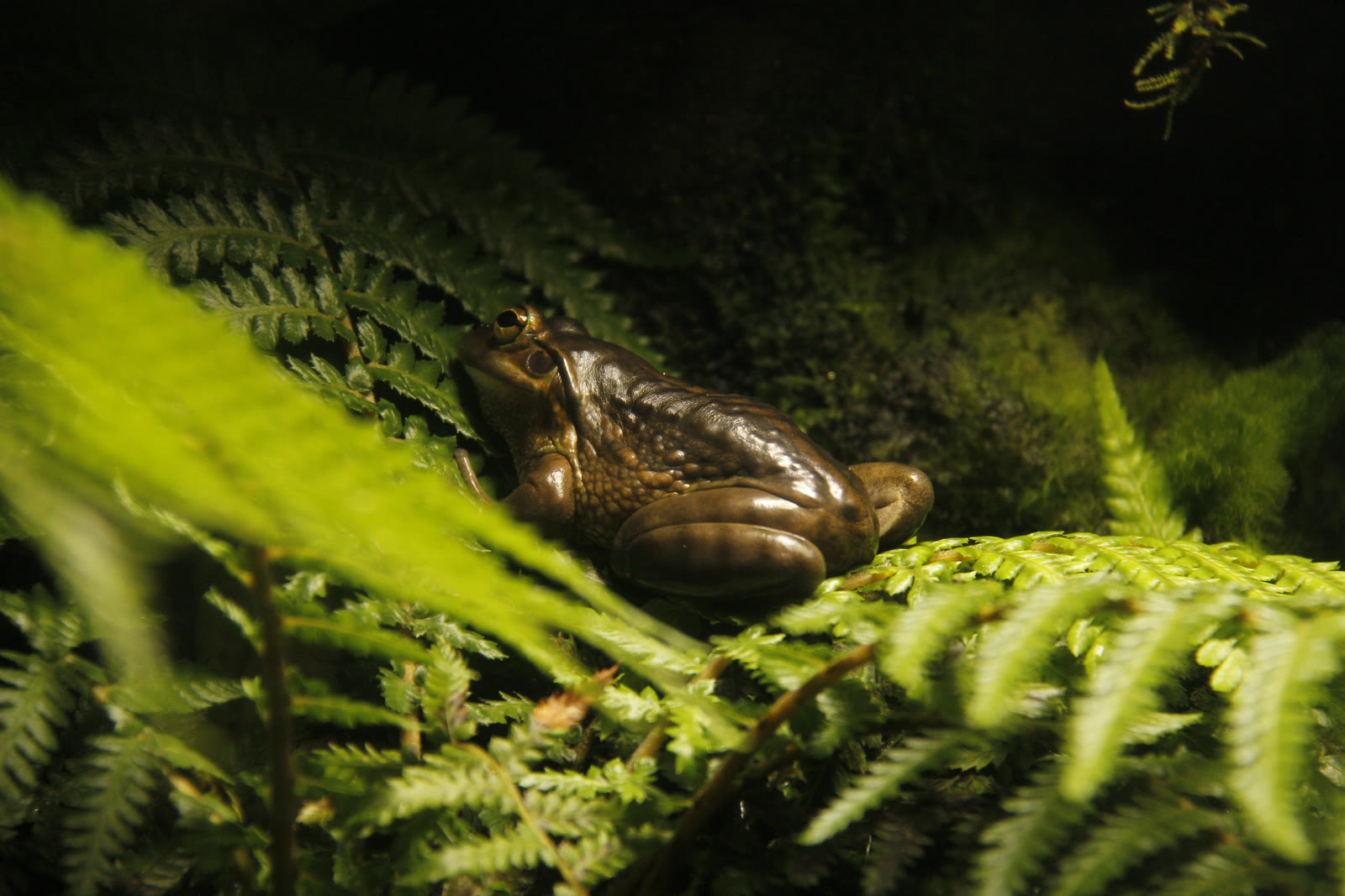 Photograph 34